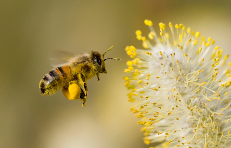 Biene fliegt zu einer Blüte