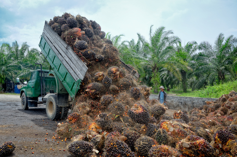 Palmölgewinnung